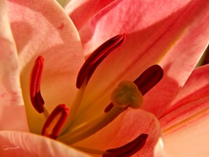 Intimate Tiger Lily